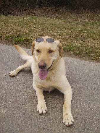 Labrador Retriever Edda  It´s cool woman