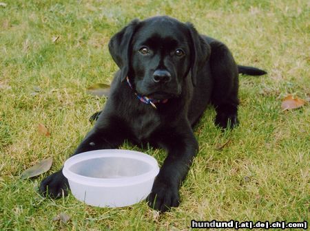 Labrador Retriever Max - So klein und schon so viel Durst ...