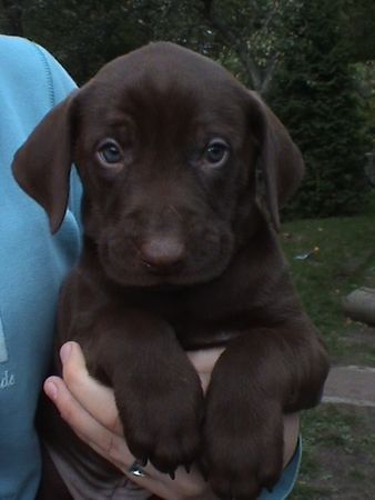 Labrador Retriever Mein kleiner Mitch (5 Wochen)