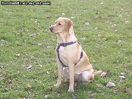 Labrador Retriever Missy 8 Monate