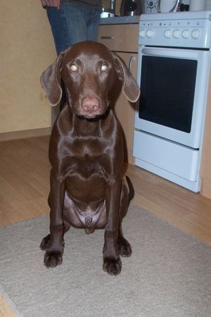 Labrador Retriever Und nochmal der Mitch