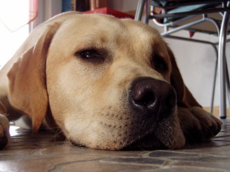 Labrador Retriever Das ist der kleine Mogli