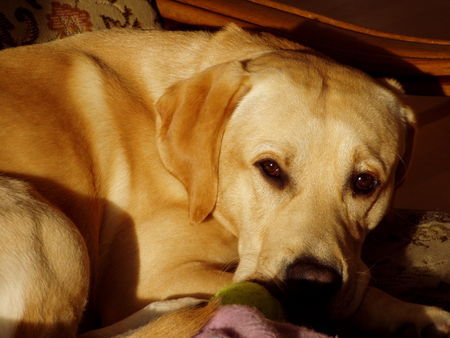 Labrador Retriever Mogli sonnt sich