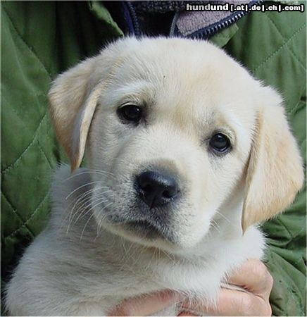 Labrador Retriever bagira