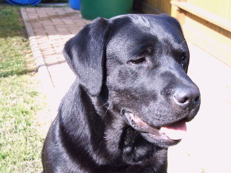 Labrador Retriever Nahaufnahme von Sultan