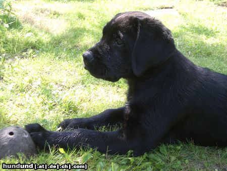 Labrador Retriever Avelino 12Wochen mit nasser Nase