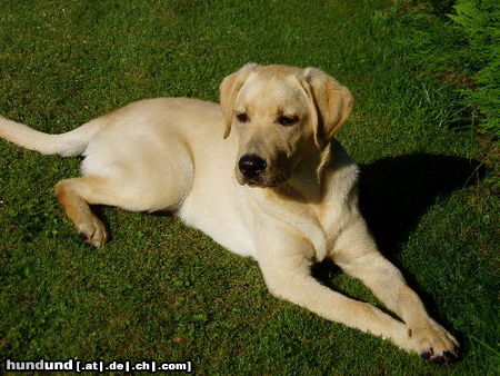 Labrador Retriever Nemo