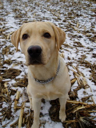 Labrador Retriever Nemo 15,  Monate alt