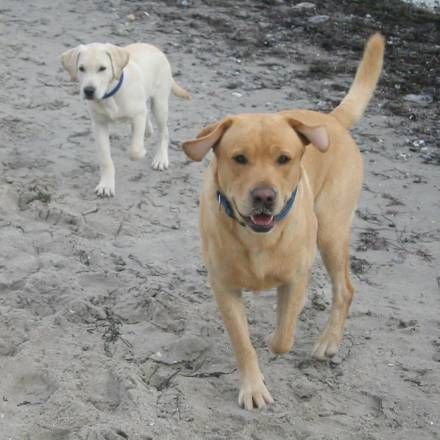 Labrador Retriever Vater und Sohn am Starnd