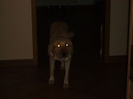 Labrador Retriever Schau mir in die Augen Kleines !!!