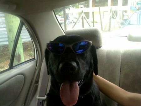 Labrador Retriever COOL