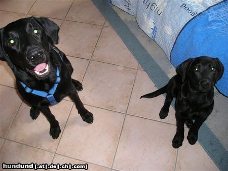 Labrador Retriever Unsere zwei süßen