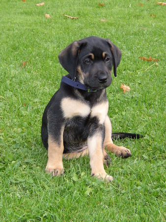 Labrador Retriever Meine Labbi-Hündin Aika ( mitlerweile 10 Monate)