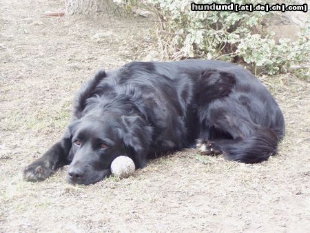 Labrador Retriever Mandy