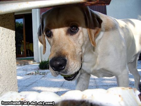 Labrador Retriever Tja, da guckste blöd!