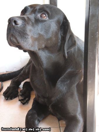 Labrador Retriever Mo, der Schwarze in der Familie