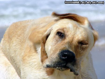 Labrador Retriever Schüttel dein Haar für mich...