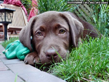 Labrador Retriever Milo mit 13 Wochen