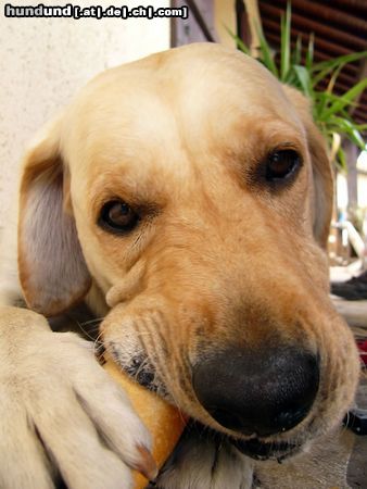 Labrador Retriever Hmmmmm, die französische Baguette ist wirklich die beste!