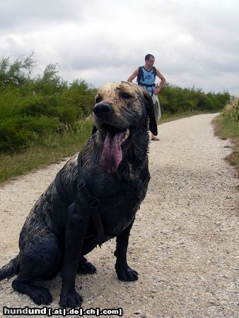 Labrador Retriever Mit der Tarnung fliege ich vielleicht nicht auf...