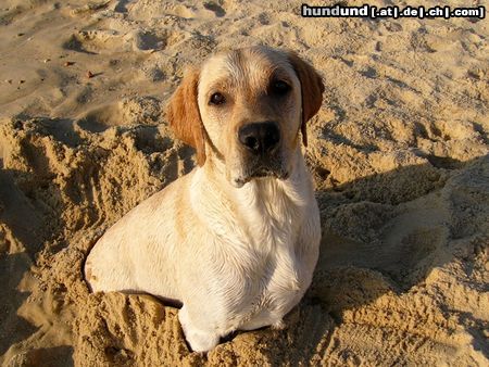 Labrador Retriever Helft mir! Ich stecke fest!!!!