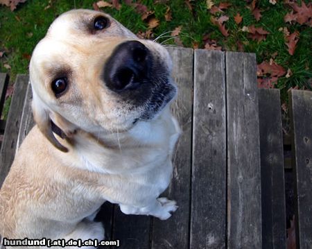 Labrador Retriever wahre liebe...