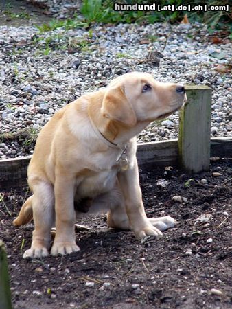 Labrador Retriever Wie kommt denn die Katze da hoch?!