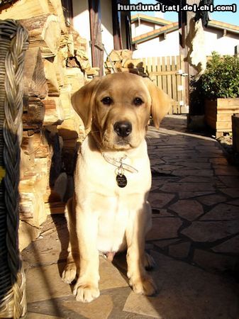 Labrador Retriever Vernon, zukünftiger Blindenhund