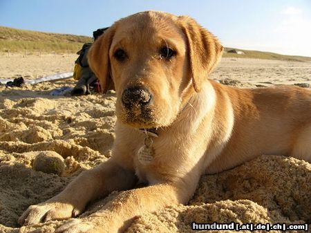 Labrador Retriever Zum ersten Mal am Strand...