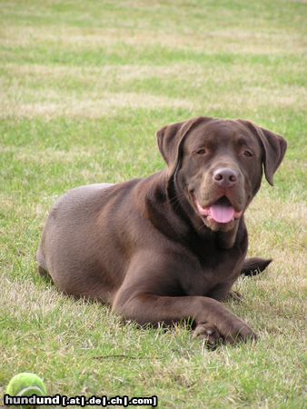 Labrador Retriever Ben