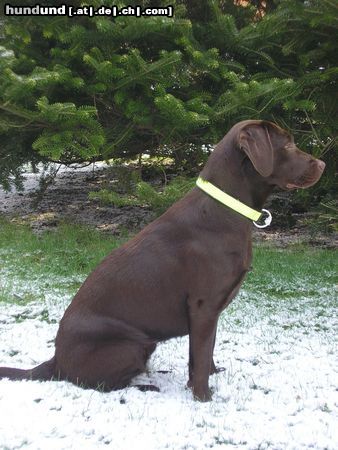 Labrador Retriever Paula