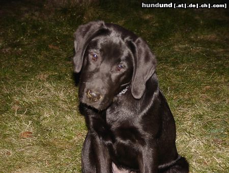 Labrador Retriever Paula 4 Monate! Ich kann kein Wässerchen trüben!