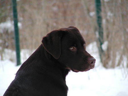 Labrador Retriever Mr.Jingels 8 Monate