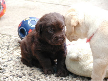 Labrador Retriever Mr.Jingels 4 Wochen