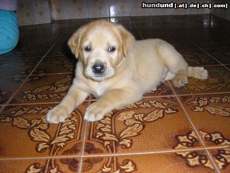 Labrador Retriever Simba ( 49 Tage )