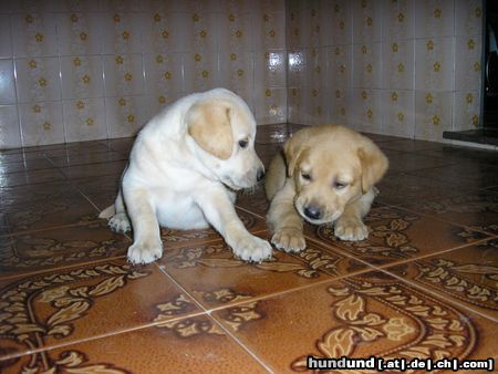 Labrador Retriever Mein Bruder Ralf und Ich ( Simba )