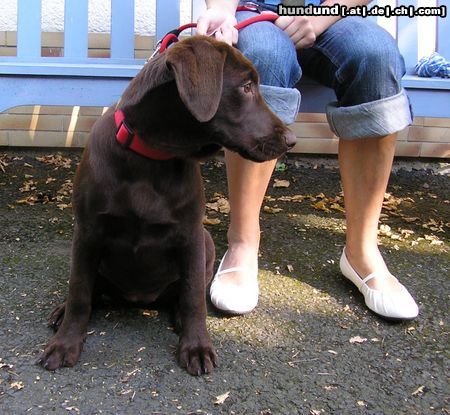 Labrador Retriever maja 4months