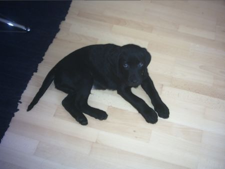 Labrador Retriever Kenny - mit 12 Wochen