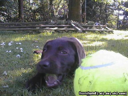 Labrador Retriever Unsere Paula