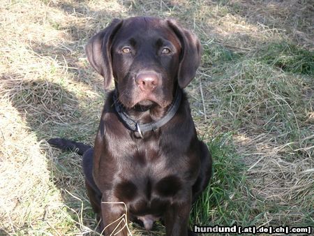 Labrador Retriever Alf v. d. Spessarträubern sucht Geschwister