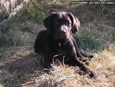 Labrador Retriever Alf v. d. Spessarträubern sucht Geschwister