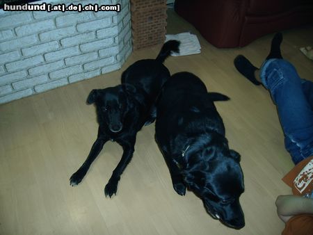 Labrador Retriever Das ist unser bester