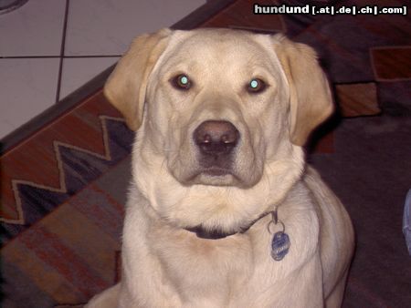 Labrador Retriever Der kleene Paul aus Quickborn-Heide