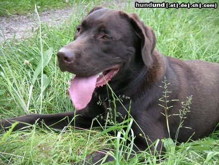 Labrador Retriever Marlon auf der Suche nach Spessarträubern...