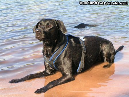 Labrador Retriever Paul am Main in Pose - und Sabber auf der Nase ;o)