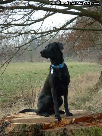 Labrador Retriever Unser Schatz Paul (aus Field Trial-Linien) beim Posieren