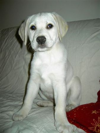 Labrador Retriever Baby Annabelle