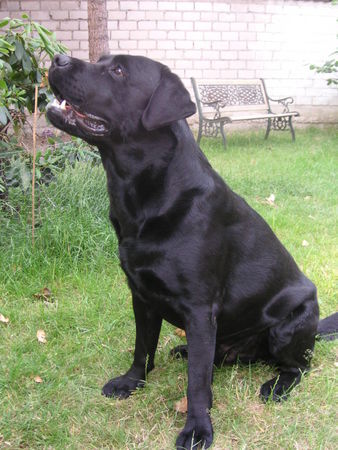 Labrador Retriever