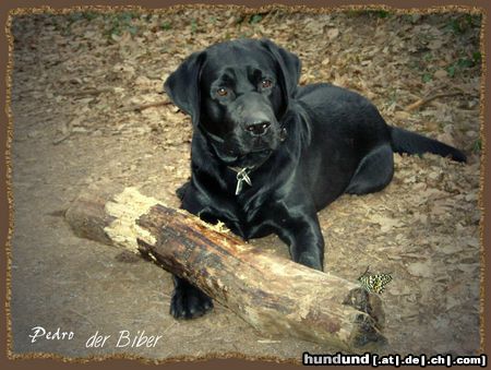 Labrador Retriever Pedro der Biber