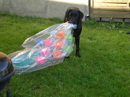 Labrador Retriever Labbi Hündin 